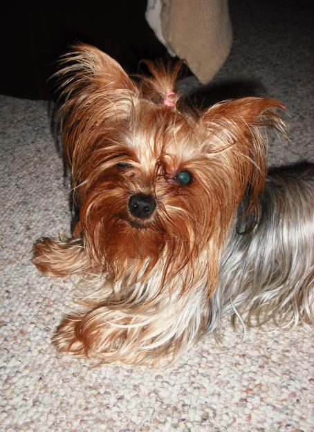 Lost Yorkie!